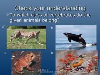 Check your understanding
 To which class of vertebrates do the
given animals belong?
A

B

C

D

EVS-Class V
Classificati...