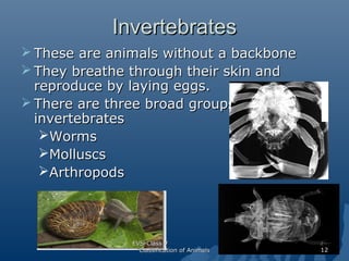 Invertebrates
 These are animals without a backbone
 They breathe through their skin and
reproduce by laying eggs.
 The...