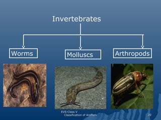 Invertebrates

Worms

Molluscs

EVS-Class V
Classification of Animals

Arthropods

20

 