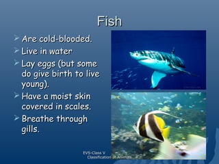 Fish
 Are cold-blooded.
 Live in water
 Lay eggs (but some
do give birth to live
young).
 Have a moist skin
covered in...