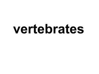 vertebrates
 
