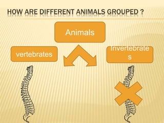 HOW ARE DIFFERENT ANIMALS GROUPED ?
Animals
vertebrates
Invertebrate
s
 