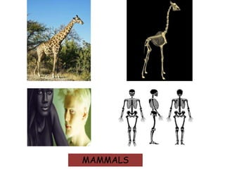 Vertebrates and invertebrates | PPTX