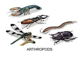 Vertebrates and invertebrates | PPTX
