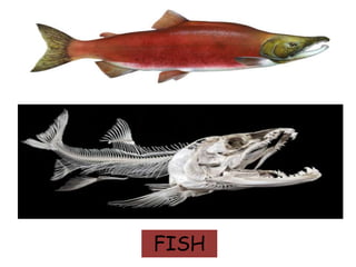 Vertebrates and invertebrates | PPTX