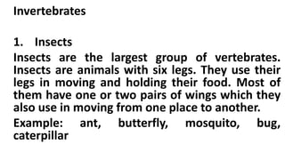 Invertebrates
1. Insects
Insects are the largest group of vertebrates.
Insects are animals with six legs. They use their
legs in moving and holding their food. Most of
them have one or two pairs of wings which they
also use in moving from one place to another.
Example: ant, butterfly, mosquito, bug,
caterpillar
 
