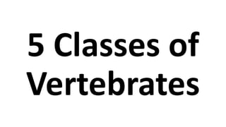 5 Classes of
Vertebrates
 