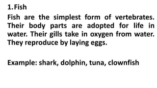 1.Fish
Fish are the simplest form of vertebrates.
Their body parts are adopted for life in
water. Their gills take in oxygen from water.
They reproduce by laying eggs.
Example: shark, dolphin, tuna, clownfish
 