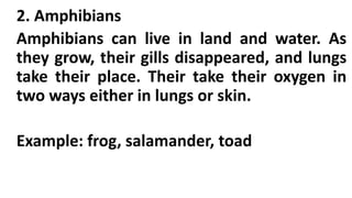 2. Amphibians
Amphibians can live in land and water. As
they grow, their gills disappeared, and lungs
take their place. Their take their oxygen in
two ways either in lungs or skin.
Example: frog, salamander, toad
 