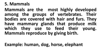 5. Mammals
Mammals are the most highly developed
among the groups of vertebrates. Their
bodies are covered with hair and furs. They
have mammary glands that produce milk
which they use to feed their young.
Mammals reproduce by giving birth.
Example: human, dog, horse, elephant
 