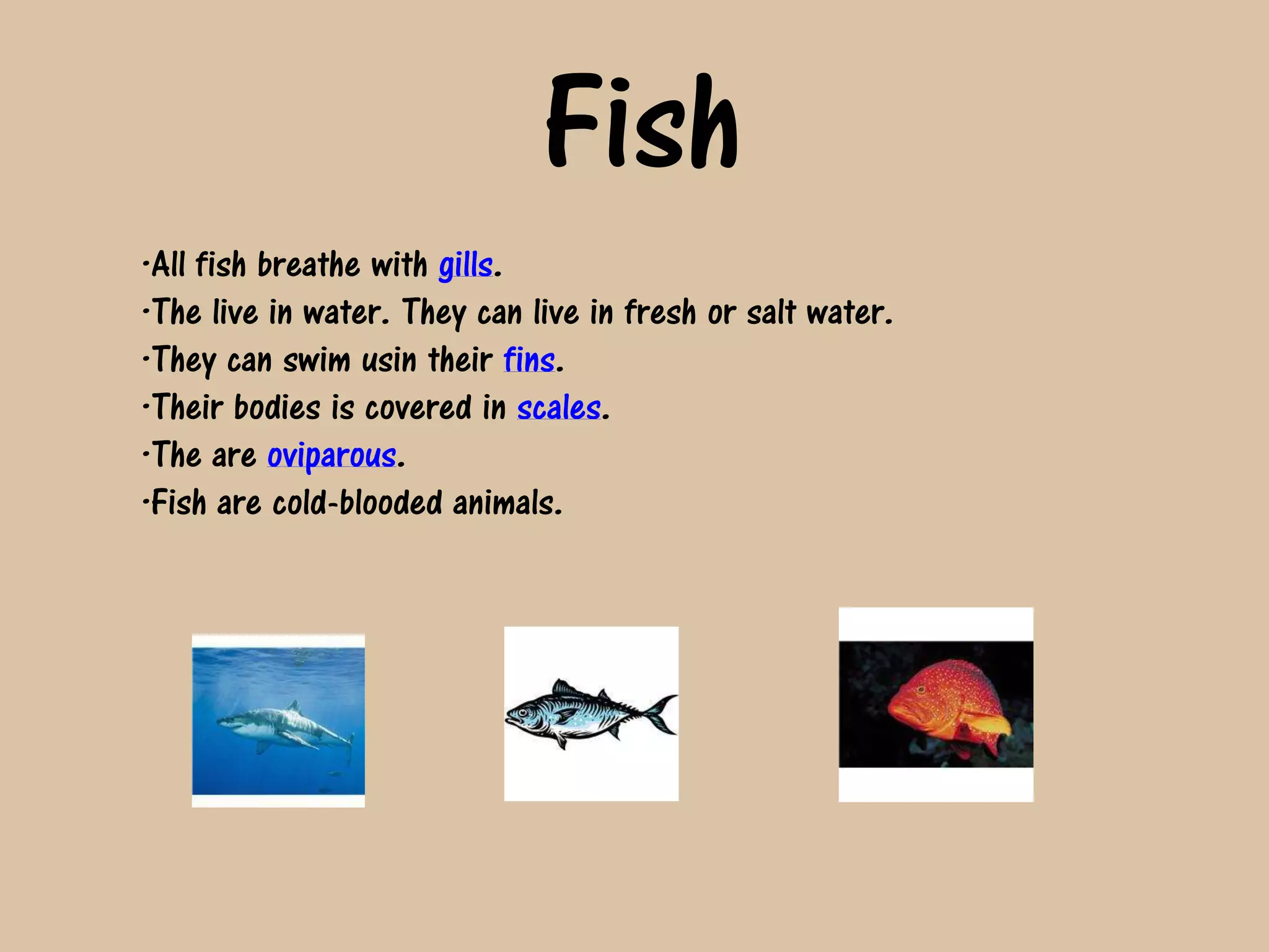 Fish
·All fish breathe with gills.
·The live in water. They can live in fresh or salt water.
·They can swim usin their fins.
·Their bodies is covered in scales.
·The are oviparous.
·Fish are cold-blooded animals.
 