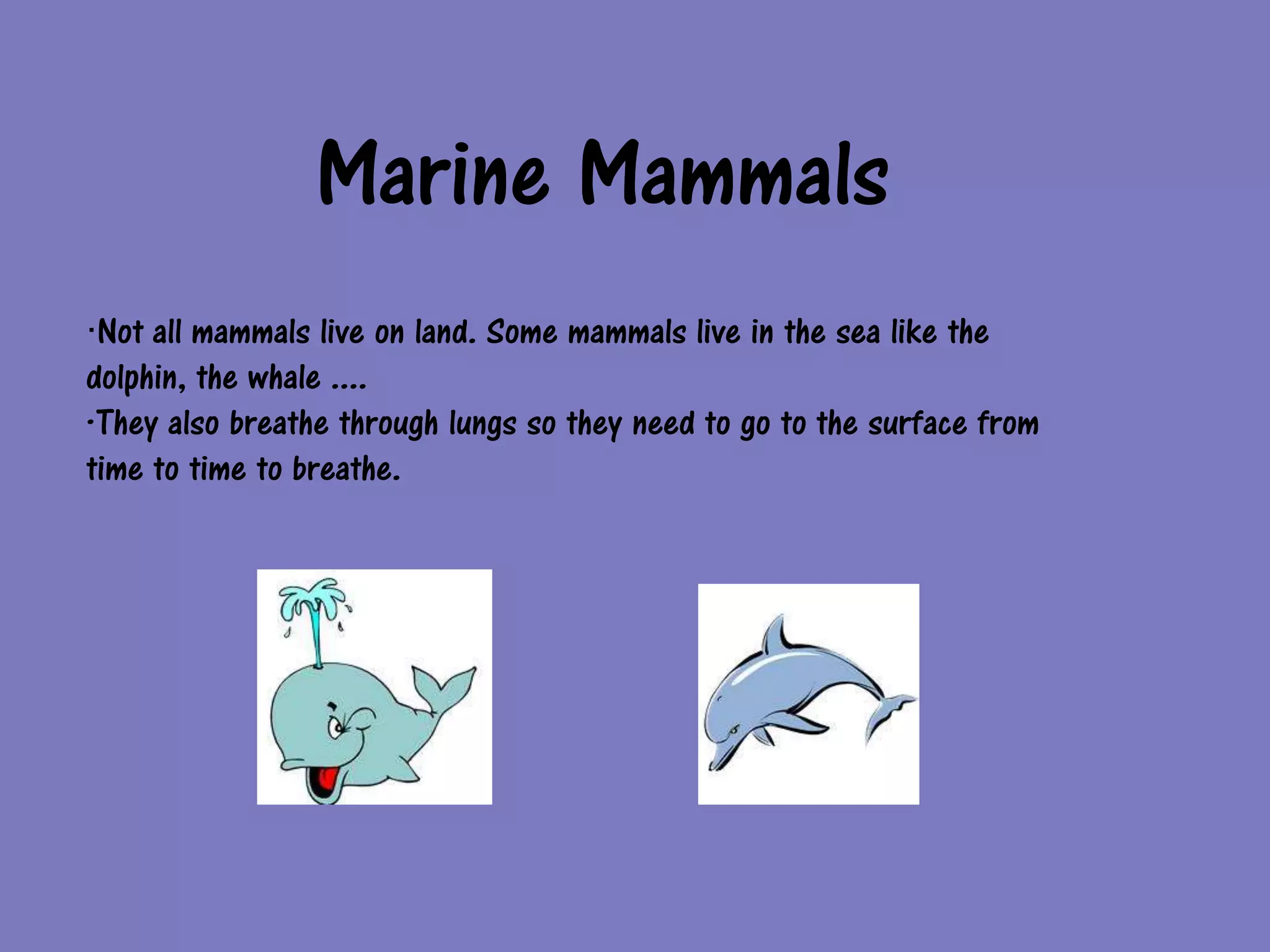 Marine Mammals
·Not all mammals live on land. Some mammals live in the sea like the
dolphin, the whale ....
·They also breathe through lungs so they need to go to the surface from
time to time to breathe.
 