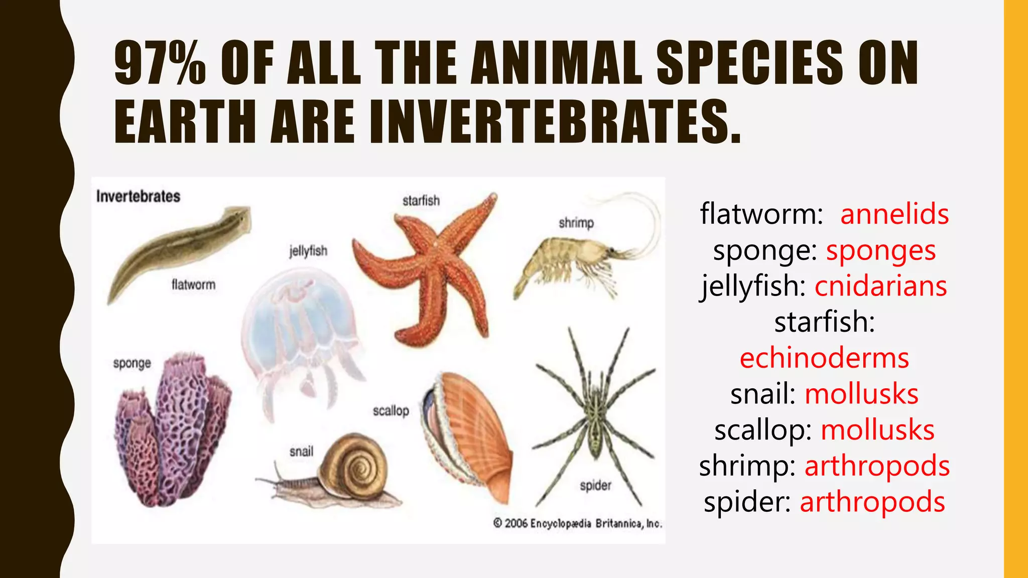 97% OF ALL THE ANIMAL SPECIES ON
EARTH ARE INVERTEBRATES.
flatworm: annelids
sponge: sponges
jellyfish: cnidarians
starfish:
echinoderms
snail: mollusks
scallop: mollusks
shrimp: arthropods
spider: arthropods
 