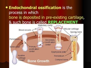 Sification Process Vertebrate Skeletal Systems | PPT