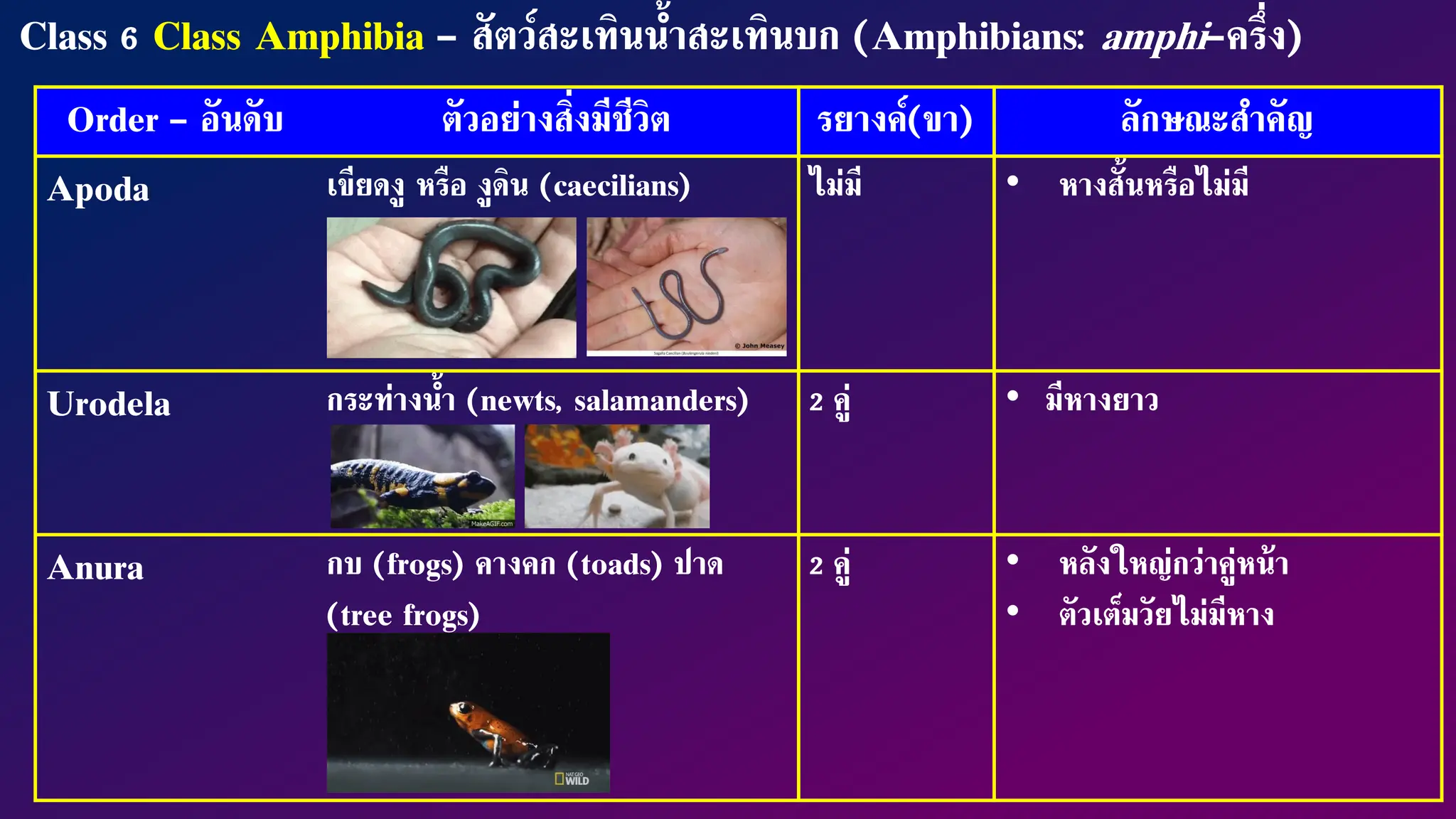 Vertebrates_Part 3 Amphibian and Reptile.pdf