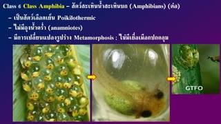 Vertebrates_Part 3 Amphibian and Reptile.pdf
