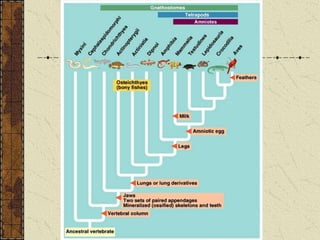 Vertebrates Powerpoint | PPTX