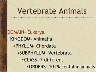 Vertebrate Animals DOMAIN- Eukarya   KINGDOM- Animalia PHYLUM- Chordata SUBPHYLUM- Vertebrata CLASS- 7 different ORDERS- 10 Placental mammals 