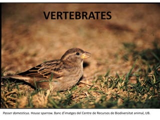 VERTEBRATES
Passer domesticus. House sparrow. Banc d’imatges del Centre de Recursos de Biodiversitat animal, UB.
 