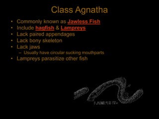 Angatha Vertebrates_Revised.ppt