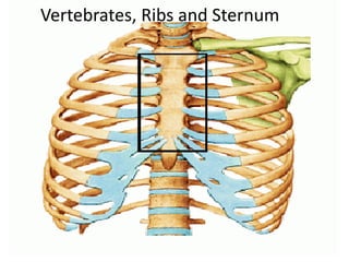 Vertebrates, Ribs and Sternum
 