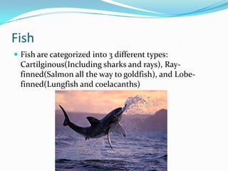 Vertebrates vs invertebrates | PPTX