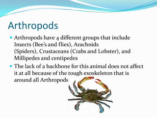 Arthropods <br />Arthropods have 4 different groups that include Insects (Bee’s and flies), Arachnids (Spiders), Crustacea...