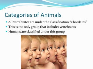 Categories of Animals<br />All vertebrates are under the classification “Chordates” <br />This is the only group that incl...