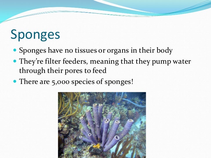 Vertebrates vs invertebrates