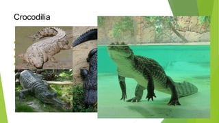 Photo inspiration: Fresh Look at Vertebrate Systematics