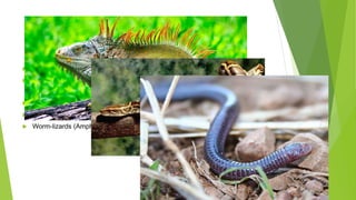 Gallery Detail: Vertebrate Systematics