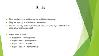 Curated visual reference: Vertebrate Systematics Photo Inspiration