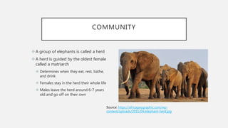 Vertebrate Zoology Lab Report E | PPT