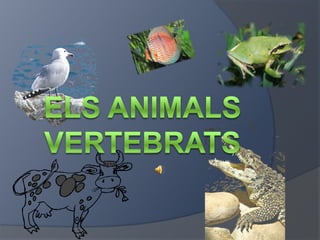 Els animals vertebrats 