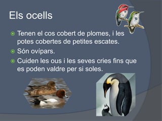 ElsocellsTenen el cos cobert de plomes, i les potes cobertes de petites escates.Són ovípars.Cuiden les ous i les seves cries fins que es poden valdre per si soles.