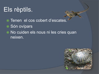 Els rèptils.Tenen  el cos cobert d’escates.Són ovíparsNo cuiden els nous ni les cries quan neixen.