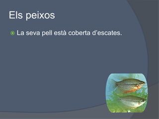 ElspeixosLa seva pell està coberta d’escates.