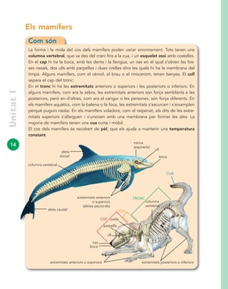 14
Unitat1
Com són
La forma i la mida del cos dels mamífers poden variar enormement. Tots tenen una
columna vertebral, que va des del crani fins a la cua, i un esquelet ossi amb costelles.
En el cap hi ha la boca, amb les dents i la llengua, un nas en el qual s’obren les fos-
ses nasals, dos ulls amb parpelles i dues orelles dins les quals hi ha la membrana del
timpà. Alguns mamífers, com el cérvol, el brau o el rinoceront, tenen banyes. El coll
separa el cap del tronc.
En el tronc hi ha les extremitats anteriors o superiors i les posteriors o inferiors. En
alguns mamífers, com ara la zebra, les extremitats anteriors són força semblants a les
posteriors, però en d’altres, com ara el cangur o les persones, són força diferents. En
els mamífers aquàtics, com la balena o la foca, les extremitats s’escurcen i s’eixamplen
perquè puguin nedar. En els mamífers voladors, com el ratpenat, els dits de les extre-
mitats superiors s’allarguen i s’uneixen amb una membrana per formar les ales. La
majoria de mamífers tenen una cua curta i mòbil.
El cos dels mamífers és recobert de pèl, que els ajuda a mantenir una temperatura
constant.
Els mamífers
boca
ull
CUA
ull
nas
boca
orellaCAP
COLL
TRONC
extremitats anteriors o superiors extremitats posteriors o inferiors
narius
(espiracle)
aleta
dorsal
extremitats anteriors
o superiors
(aletes pectorals)
aleta caudal
parpella
columna vertebral
columna
vertebral
 