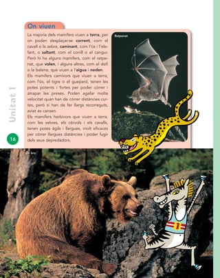 16
Unitat1
On viuen
La majoria dels mamífers viuen a terra, per
on poden desplaçar-se corrent, com el
cavall o la zebra, caminant, com l’ós i l’ele-
fant, o saltant, com el conill o el cangur.
Però hi ha alguns mamífers, com el ratpe-
nat, que volen, i alguns altres, com el dofí
o la balena, que viuen a l’aigua i neden.
Els mamífers carnívors que viuen a terra,
com l’ós, el tigre o el guepard, tenen les
potes potents i fortes per poder córrer i
atrapar les preses. Poden agafar molta
velocitat quan han de córrer distàncies cur-
tes, però si han de fer llargs recorreguts,
aviat es cansen.
Els mamífers herbívors que viuen a terra,
com les zebres, els cérvols i els cavalls,
tenen potes àgils i llargues, molt eficaces
per córrer llargues distàncies i poder fugir
dels seus depredadors.
Ratpenat
Ós bru
 