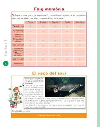 20
Unitat1
5. Copia la taula que hi ha a continuació i omple-la amb algunes de les característi-
ques dels vertebrats que s’han comentat al llarg de la unitat.
Faig memòria
Parts del cos
Peixos
…
Amfibis
…
Rèptils
…
Ocells
…
Mamífers
…
Extremitats … … … … …
Cobertura
del cos
… … … … …
Temperatura
del cos
… … … … …
Lloc on viuen … … … … …
Formes de
desplaçar-se
… … … … …
Manera
de néixer
… … … … …
Què mengen … … … … …
Respiració … … … … …
Si vols saber-ne més:
www.espaibarcanova.cat
El racó del savi
SABIES QUE HI HA UN MAMÍ-
FER QUE NO NEIX DEL VENTRE
DE LA MARE?
L’ORNITORINC ÉS UN ANIMAL
QUE ELS CIENTÍFICS CONSIDE-
REN MAMÍFER PERQUÈ LES
CRIES MAMEN. A DIFERÈNCIA
DE LA RESTA DE MAMÍFERS,
PERÒ, LES CRIES DE L’ORNITO-
RINC NO NEIXEN DEL VENTRE DE LA MARE, SINÓ D’OUS. LES FEMELLES DELS ORNITORINCS PONEN
DOS O TRES OUS EN GALERIES QUE EXCAVEN SOTA TERRA I ELS COVEN DURANT UNES DUES
SETMANES, FINS QUE NEIXEN LES CRIES.
L’ORNITORINC TÉ EL COS COBERT DE PÈL, COM LA RESTA DE MAMÍFERS, PERÒ TÉ UN BEC
I UNES POTES COM LES DE L’ÀNEC.
 