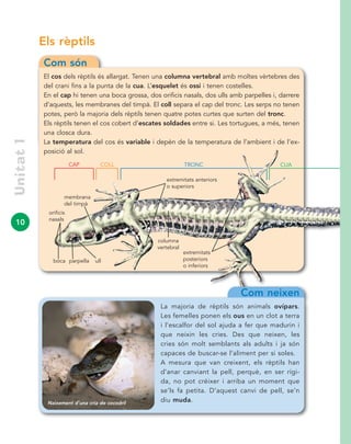 10
Els rèptils
Com són
El cos dels rèptils és allargat. Tenen una columna vertebral amb moltes vèrtebres des
del crani fins a la punta de la cua. L’esquelet és ossi i tenen costelles.
En el cap hi tenen una boca grossa, dos orificis nasals, dos ulls amb parpelles i, darrere
d’aquests, les membranes del timpà. El coll separa el cap del tronc. Les serps no tenen
potes, però la majoria dels rèptils tenen quatre potes curtes que surten del tronc.
Els rèptils tenen el cos cobert d’escates soldades entre si. Les tortugues, a més, tenen
una closca dura.
La temperatura del cos és variable i depèn de la temperatura de l’ambient i de l’ex-
posició al sol.
Unitat1
boca ull
CUACAP TRONC
extremitats anteriors
o superiors
extremitats
posteriors
o inferiors
COLL
membrana
del timpà
orificis
nasals
parpella
Com neixen
La majoria de rèptils són animals ovípars.
Les femelles ponen els ous en un clot a terra
i l’escalfor del sol ajuda a fer que madurin i
que neixin les cries. Des que neixen, les
cries són molt semblants als adults i ja són
capaces de buscar-se l’aliment per si soles.
A mesura que van creixent, els rèptils han
d’anar canviant la pell, perquè, en ser rígi-
da, no pot créixer i arriba un moment que
se’ls fa petita. D’aquest canvi de pell, se’n
diu muda.Naixement d’una cria de cocodril
columna
vertebral
 