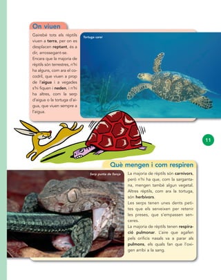 On viuen
Gairebé tots els rèptils
viuen a terra, per on es
desplacen reptant, és a
dir, arrossegant-se.
Encara que la majoria de
rèptils són terrestres, n’hi
ha alguns, com ara el co-
codril, que viuen a prop
de l’aigua i a vegades
s’hi fiquen i neden, i n’hi
ha altres, com la serp
d’aigua o la tortuga d’ai-
gua, que viuen sempre a
l’aigua.
Què mengen i com respiren
La majoria de rèptils són carnívors,
però n’hi ha que, com la sarganta-
na, mengen també algun vegetal.
Altres rèptils, com ara la tortuga,
són herbívors.
Les serps tenen unes dents peti-
tes que els serveixen per retenir
les preses, que s’empassen sen-
ceres.
La majoria de rèptils tenen respira-
ció pulmonar. L’aire que agafen
pels orificis nasals va a parar als
pulmons, els quals fan que l’oxi-
gen arribi a la sang.
11
Tortuga carei
Serp punta de llança
 