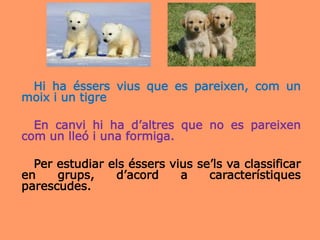 Hi ha éssers vius que es pareixen, com un
moix i un tigre
En canvi hi ha d’altres que no es pareixen
com un lleó i una formiga.
Per estudiar els éssers vius se’ls va classificar
en grups, d’acord a característiques
parescudes.
 