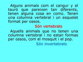 Alguns animals com el cangur y el
tauró que pareixen tan diferents,
tenen alguna cosa en comú. Tenen
una columna vertebral i un esquelet
format per ossos.
Són vertebrats
Aquells animals que no tenen una
columna vertebral i no estan formas
per ossos, com el mosquit i el pop.
Són invertebrats
 