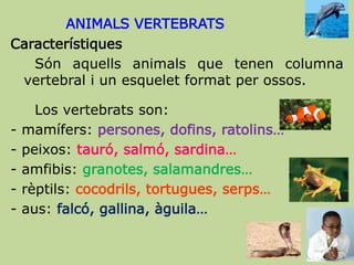 ANIMALS VERTEBRATS
Característiques
Són aquells animals que tenen columna
vertebral i un esquelet format per ossos.
Los vertebrats son:
- mamífers: persones, dofins, ratolins…
- peixos: tauró, salmó, sardina…
- amfibis: granotes, salamandres…
- rèptils: cocodrils, tortugues, serps…
- aus: falcó, gallina, àguila…
 