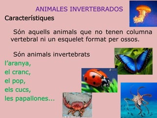 ANIMALES INVERTEBRADOS
Característiques
Són aquells animals que no tenen columna
vertebral ni un esquelet format per ossos.
Són animals invertebrats
l’aranya,
el cranc,
el pop,
els cucs,
les papallones...
 