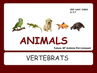 CEIP SANT JORDI
                   3r E.P




ANIMALS
      Tutora: Mª Antònia Pol Llompart



VERTEBRATS
 