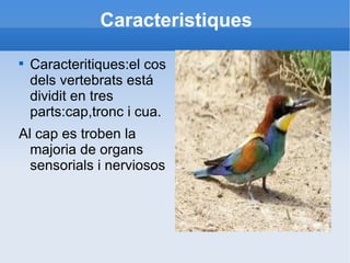 Caracteristiques Caracteritiques:el cos dels vertebrats está dividit en tres parts:cap,tronc i cua.  Al cap es troben la majoria de organs sensorials i nerviosos 