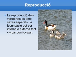 Reproducció La reproducció dels vertebrats es amb sexes separats.La fecundació pot ser interna o externa tant vivipar com ovipar. 