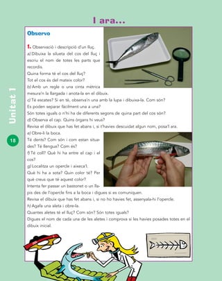 18
Unitat1
Observo
1. Observació i descripció d’un lluç.
a) Dibuixa la silueta del cos del lluç i
escriu el nom de totes les parts que
recordis.
Quina forma té el cos del lluç?
Tot el cos és del mateix color?
b) Amb un regle o una cinta mètrica
mesura’n la llargada i anota-la en el dibuix.
c) Té escates? Si en té, observa’n una amb la lupa i dibuixa-la. Com són?
Es poden separar fàcilment una a una?
Són totes iguals o n’hi ha de diferents segons de quina part del cos són?
d) Observa el cap. Quins òrgans hi veus?
Revisa el dibuix que has fet abans i, si t’havies descuidat algun nom, posa’l ara.
e) Obre-li la boca.
Té dents? Com són i com estan situa-
des? Té llengua? Com és?
f) Té coll? Què hi ha entre el cap i el
cos?
g) Localitza un opercle i aixeca’l.
Què hi ha a sota? Quin color té? Per
què creus que té aquest color?
Intenta fer passar un bastonet o un lla-
pis des de l’opercle fins a la boca i digues si es comuniquen.
Revisa el dibuix que has fet abans i, si no ho havies fet, assenyala-hi l’opercle.
h) Agafa una aleta i obre-la.
Quantes aletes té el lluç? Com són? Són totes iguals?
Digues el nom de cada una de les aletes i comprova si les havies posades totes en el
dibuix inicial.
I ara…
 